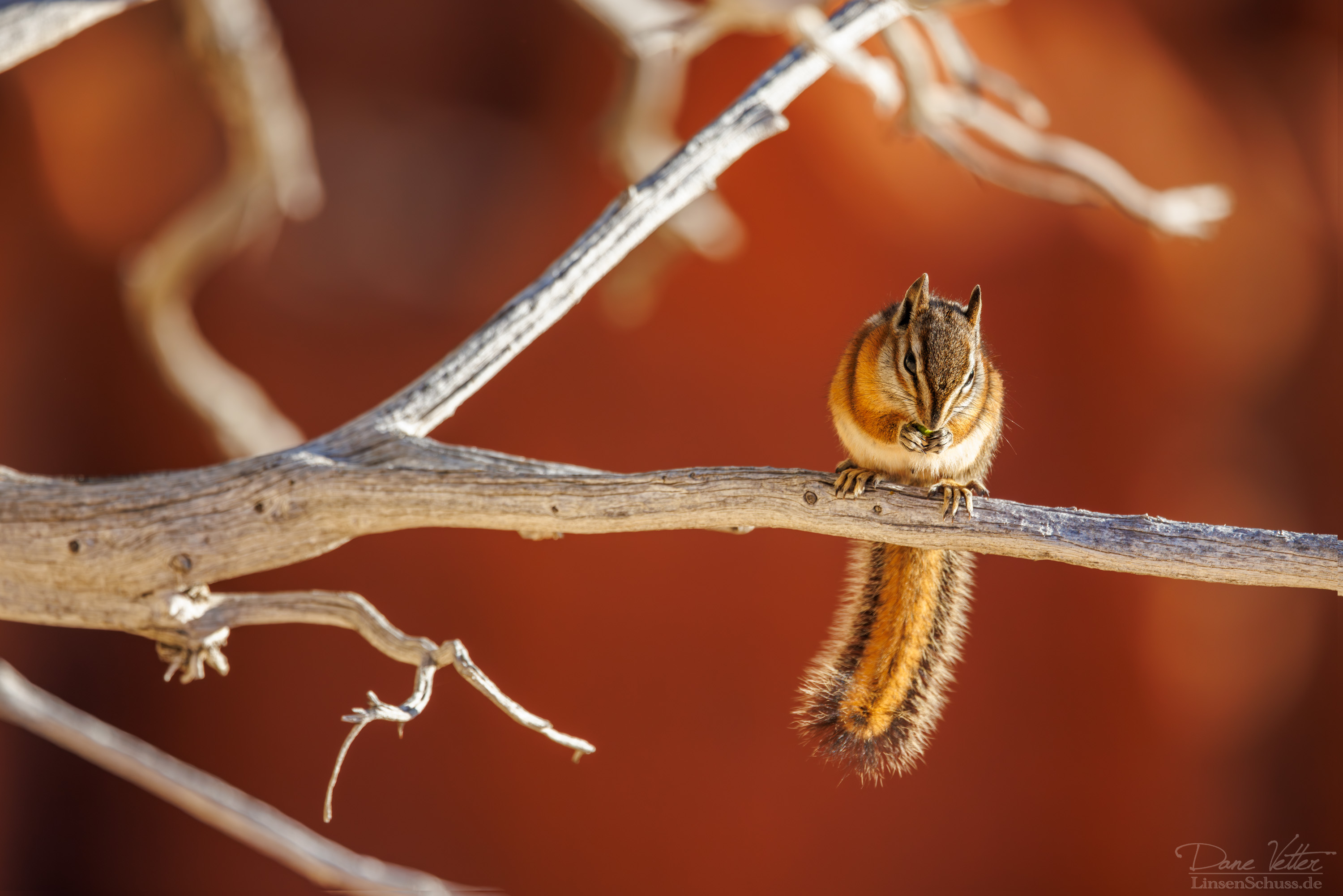 Streifenhörnchen