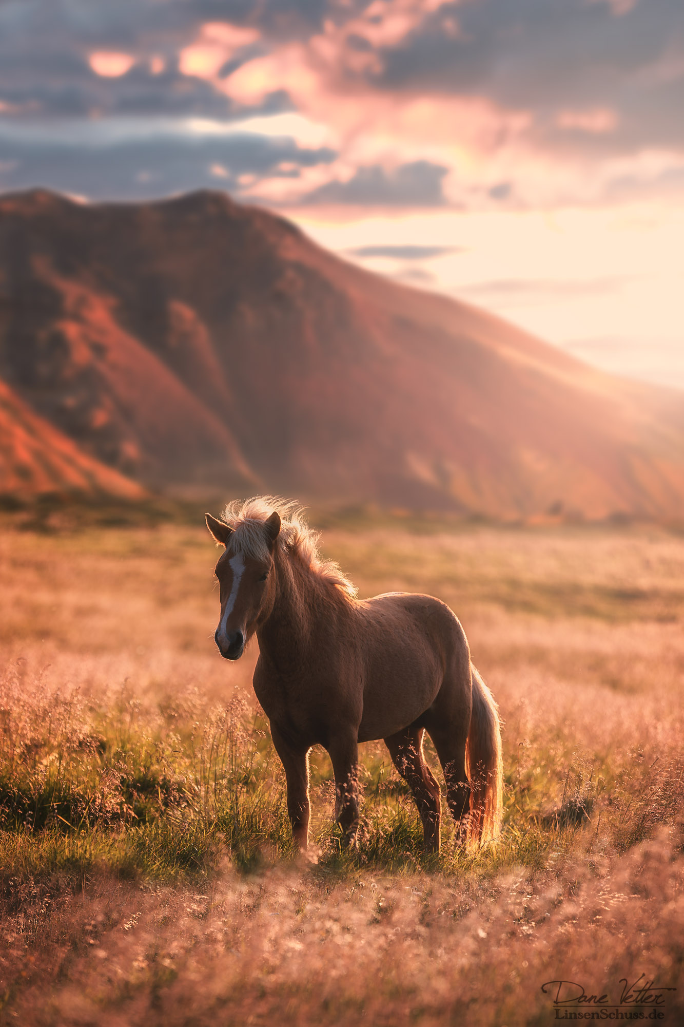 Das Pferd im goldenen Licht