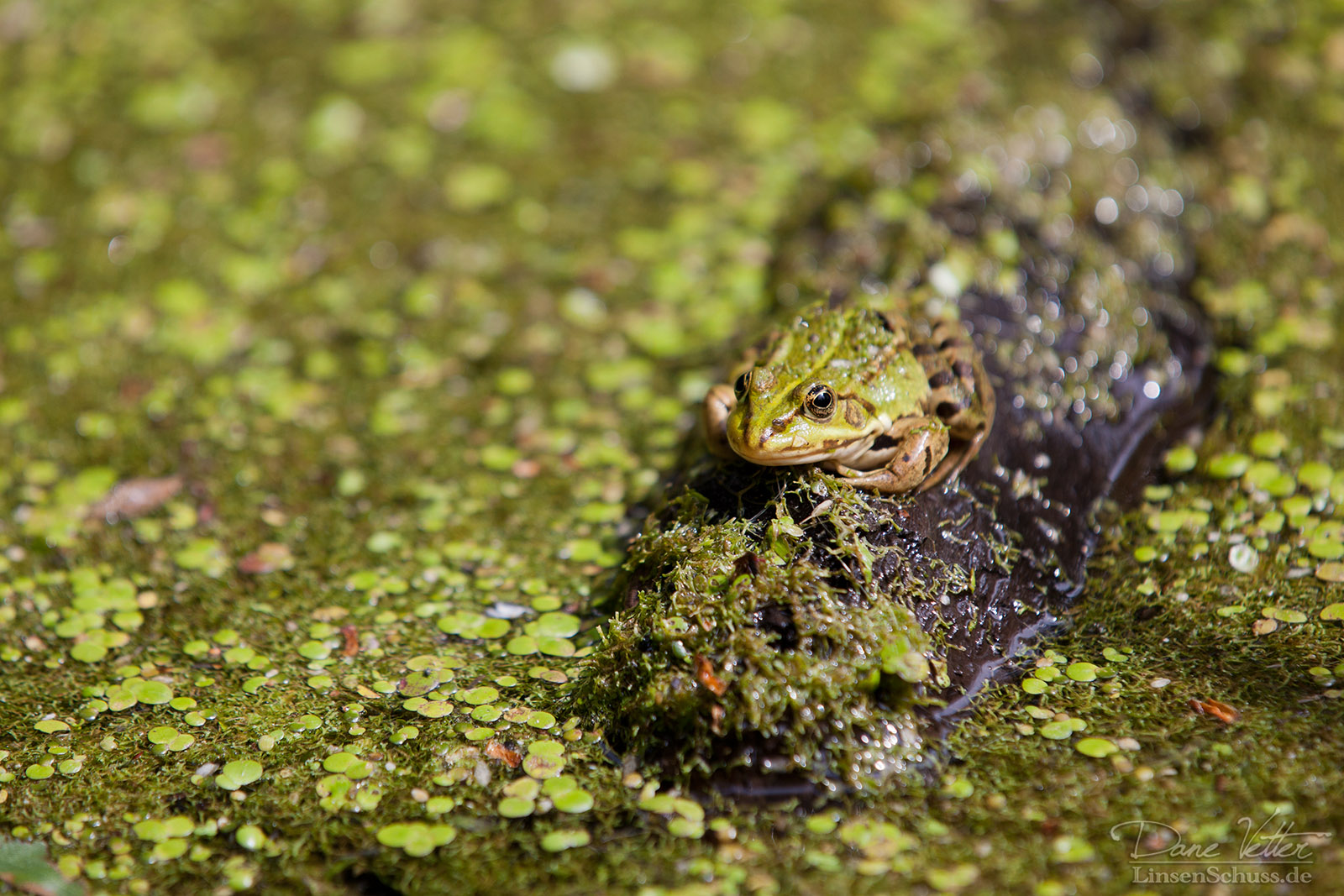 Teichfrosch