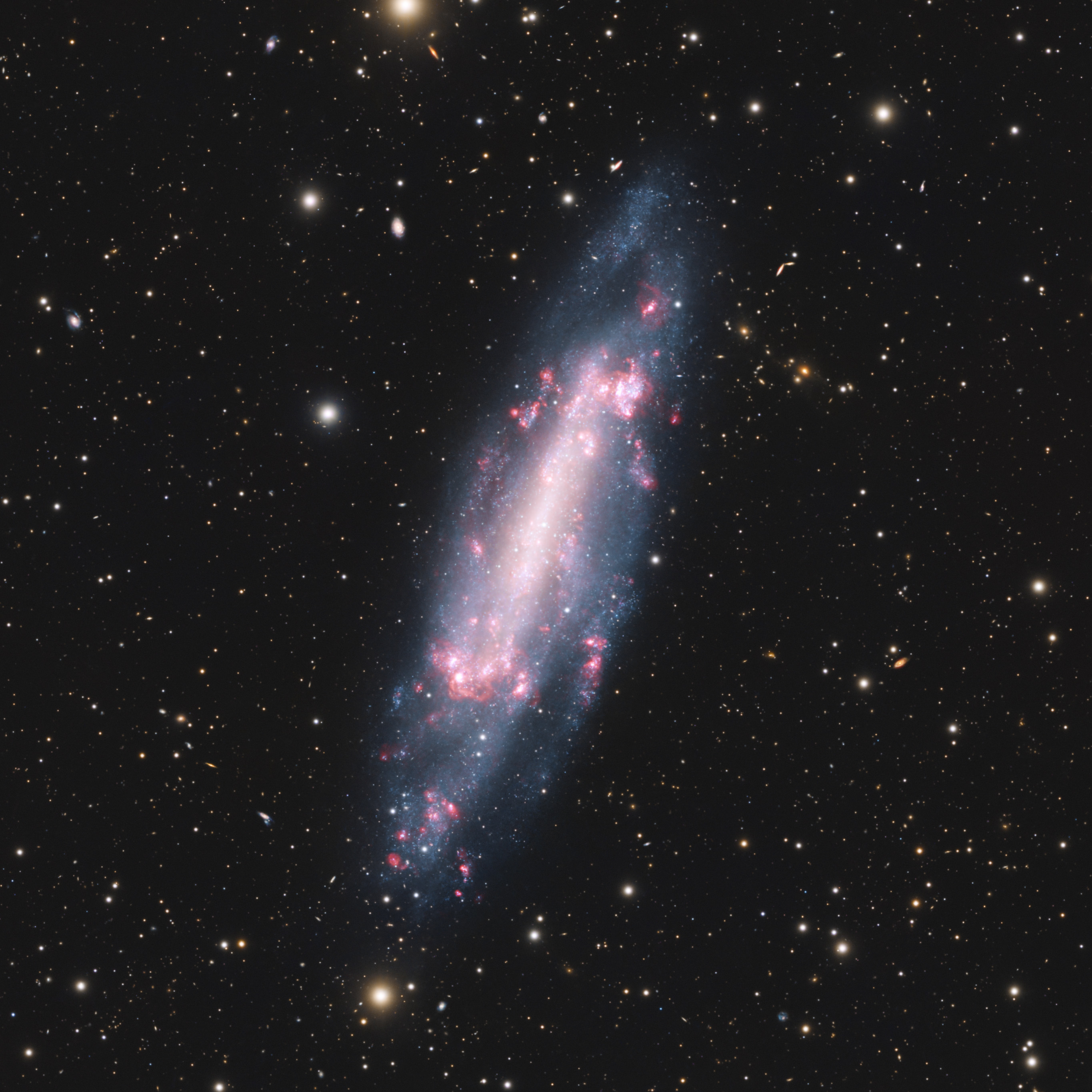 NGC 4236 – Balkenspiralgalaxie in der M81-Gruppe